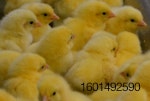 hatchery-chicks