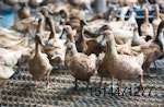 Avian-Flu-ducks