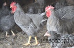 backyard-poultry-newcastle