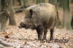 Feral-swine-18-diseases