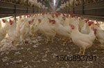 cage-free-hens-organic