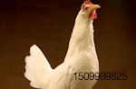 Pathogen-resistant-chicken
