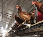 Cage-free laying systems, like this Tecno Poultry Equipment aviary, include perches so hens can exhibit natural perching behaviors and avoid aggressors when necessary. Photo courtesy of Potter’s Poultry.