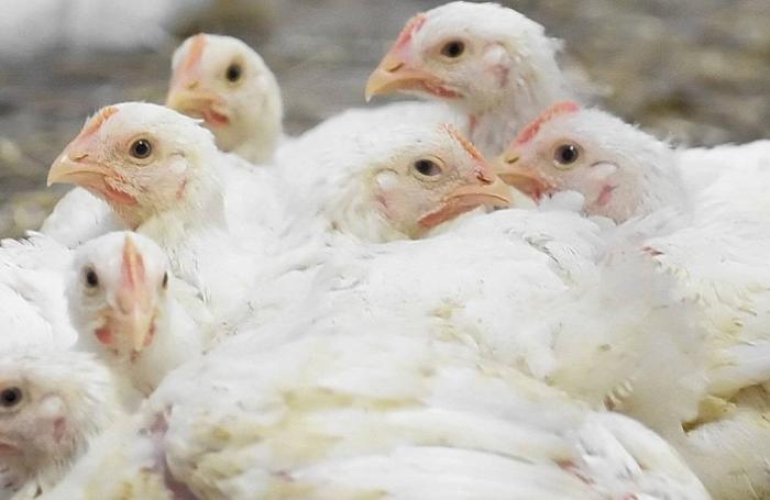 Turkish poultry meat production up, conference delegates told | WATTAgNet |  WATTPoultry