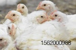 VFD for poultry