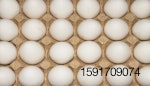 white eggs in carton