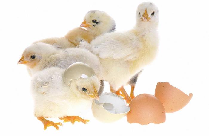 chicks profitable broiler production
