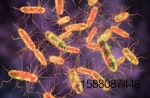 Salmonella-bacteria