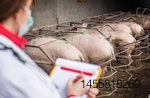 veterinarian monitoring pigs 1602