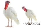 white-turkeys-on-white-bkgrnd