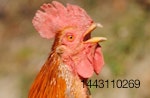 India poultry