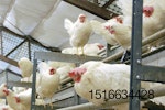 cage-free-white-hens-aviary