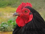 black cochin rooster