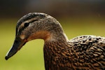 close up female duck