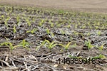 corn field seedlings