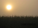 corn under hot summer sun