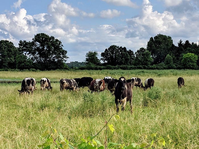 The real secret of feeding farm animals in summer | WATTAgNet | WATTPoultry
