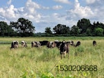 cows foraging in summer pasture