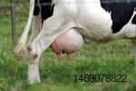 dairy cow udders