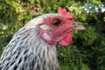 free range hen profile