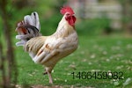 free ranging rooster pasture