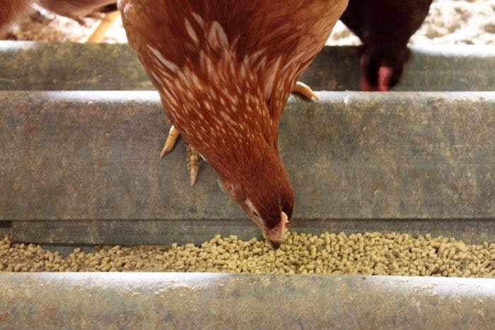 New developments in layer hen feeding | WATTAgNet