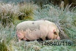 pastured pig