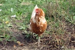 pastured poultry hen