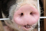 pig nose and tongue