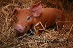 piglet laying down in straw