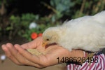 poultry nutrition