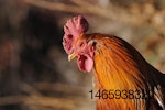 rooster upclose