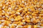 shelled whole corn