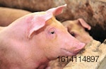 solutions to keep pigs healthy