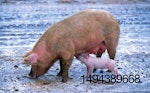 sow nursing piglet
