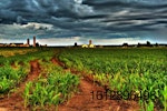 sunset over corn field