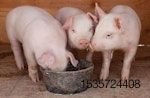 three piglets eating