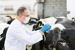 veterinarian at cattle farm