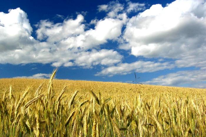 wheat field blue sky