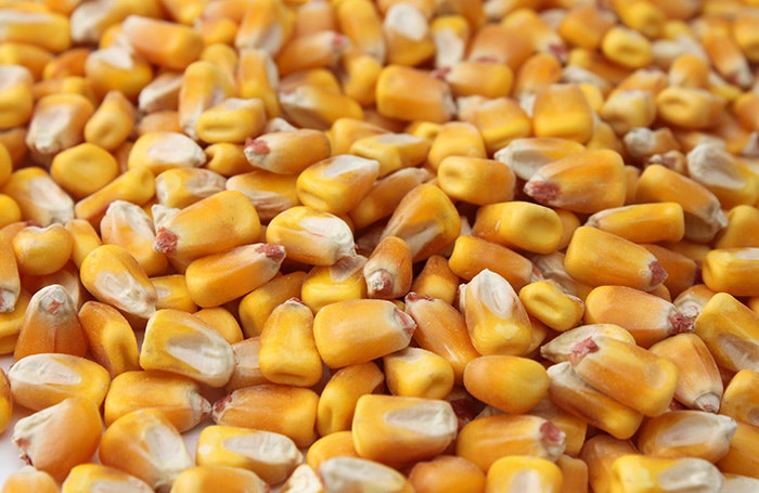 whole corn
