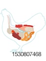 chicken-anatomy-digestive-system-inside-view.jpg