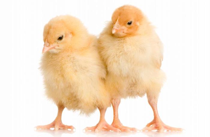 chicks1607PIantibioticfreepoultry1.jpg