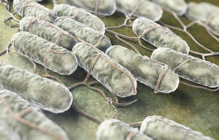 Cultrue-of-salmonella-bacteria