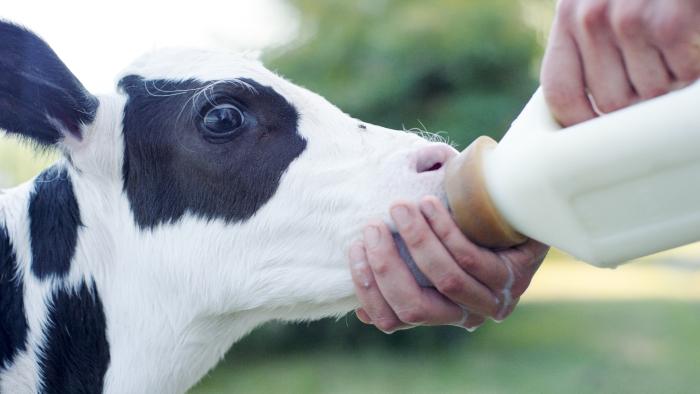 Is there a benefit in feeding pasteurized milk to calves? | WATTAgNet |  WATTPoultry