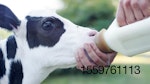 dairy-calf-bottle-feeding