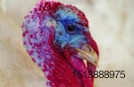 APHIS avian influenza
