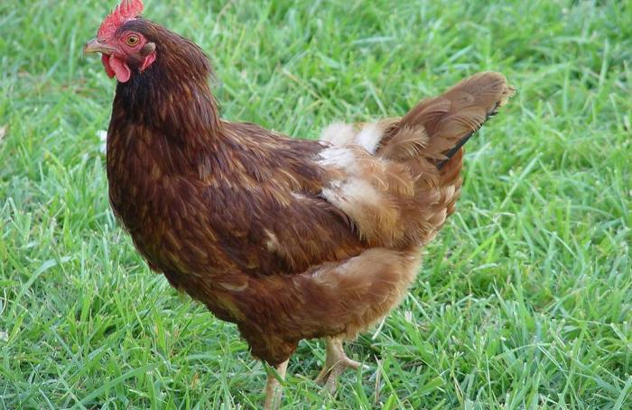 avian flu backyard poultry