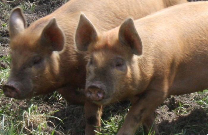 EU pork scheme