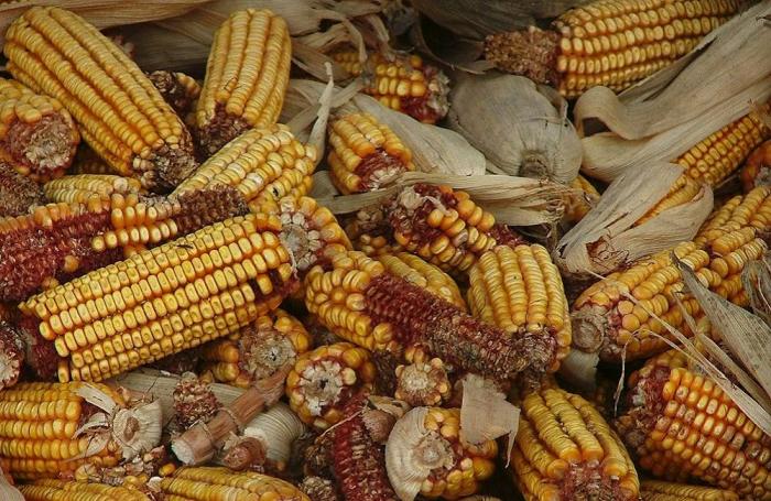 South Africa corn