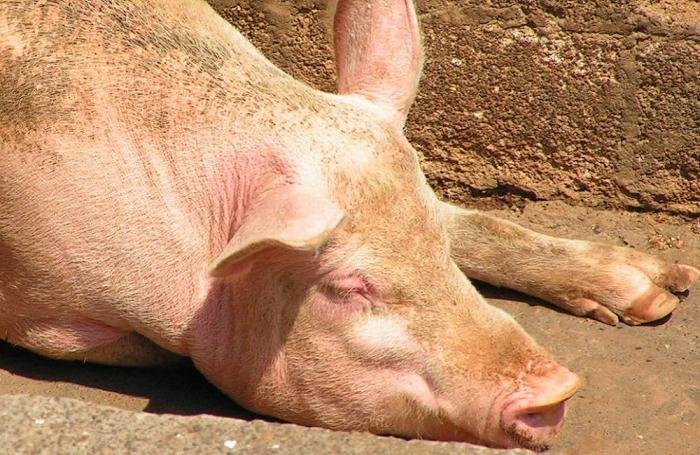 Uruguay pork
